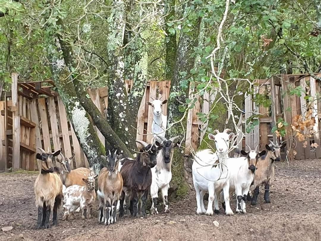 Gites San Austinu Petreto-Bicchisano Buitenkant foto