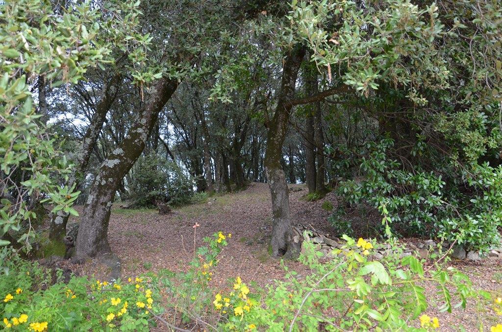 Gites San Austinu Petreto-Bicchisano Buitenkant foto